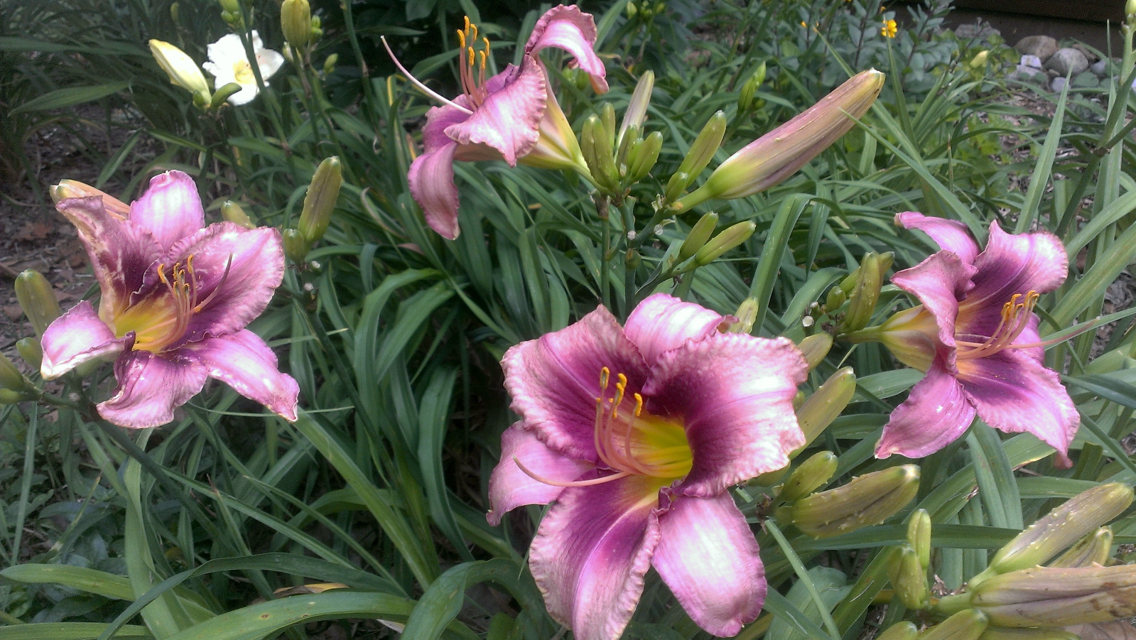 Daylily